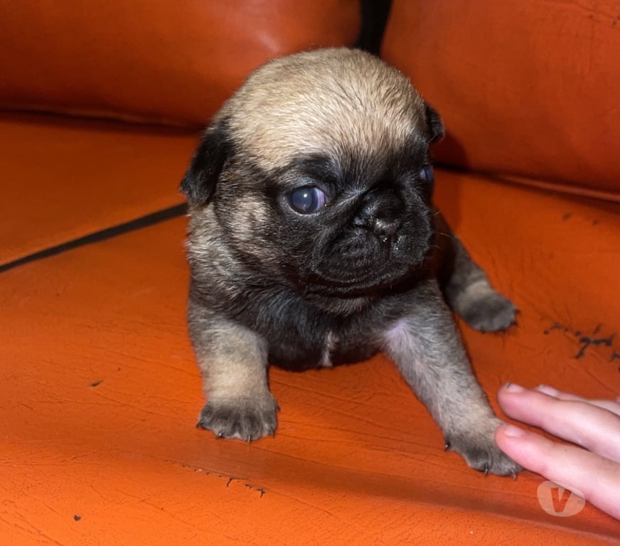 Gatos en Venta Valparaíso Viña del Mar - Fotos de Hermosos cachorritos pug 😍