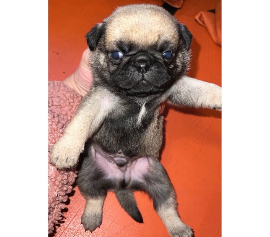Gatos en Venta Valparaíso Viña del Mar - Fotos de Hermosos cachorritos pug 😍