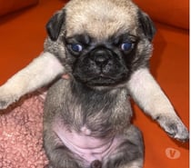 Hermosos cachorritos pug 😍