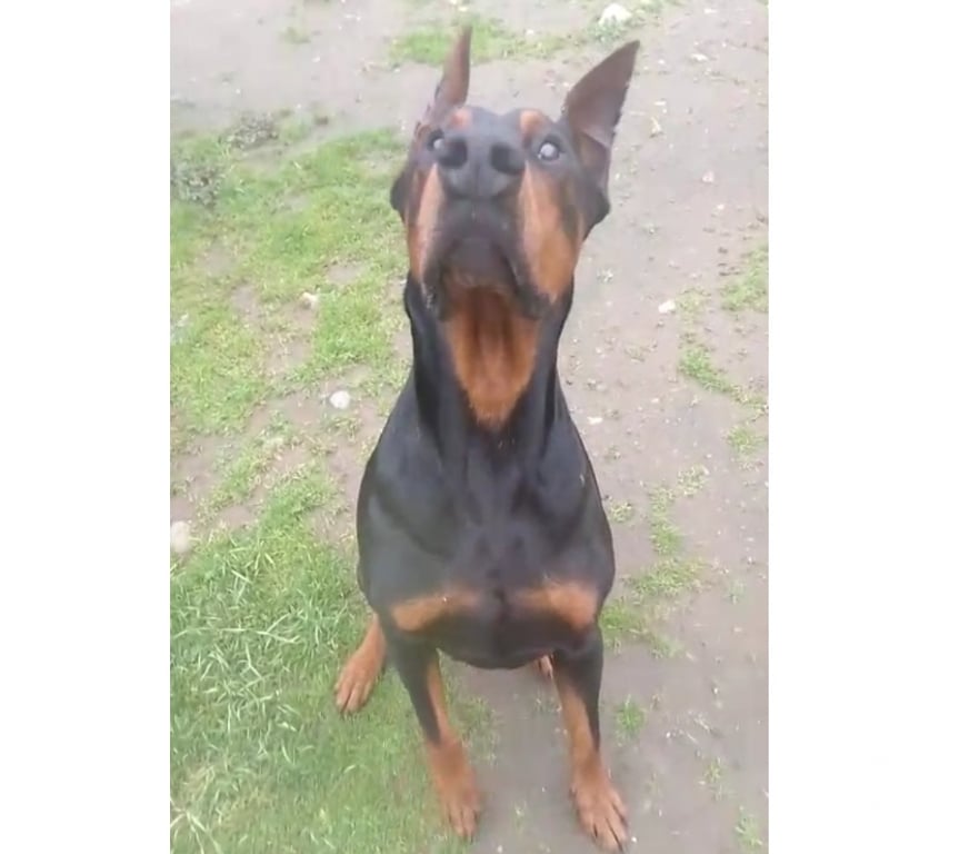 Gatos en Venta Talca Talca - Fotos de Doberman machos y hembras