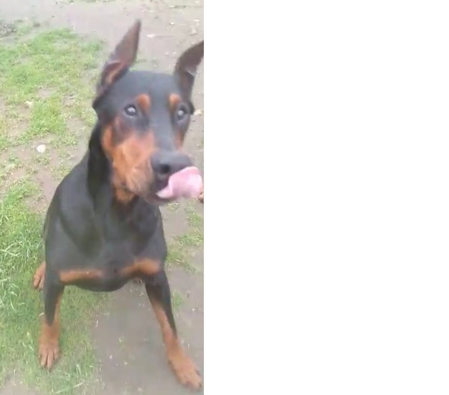 Gatos en Venta Talca Talca - Fotos de Doberman machos y hembras