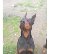 Doberman machos y hembras
