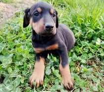 Doberman americano