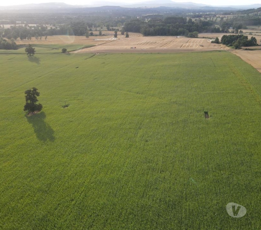 Venta de Haciendas Ranco Futrano - Fotos de Fundo agricola cerca de futrono