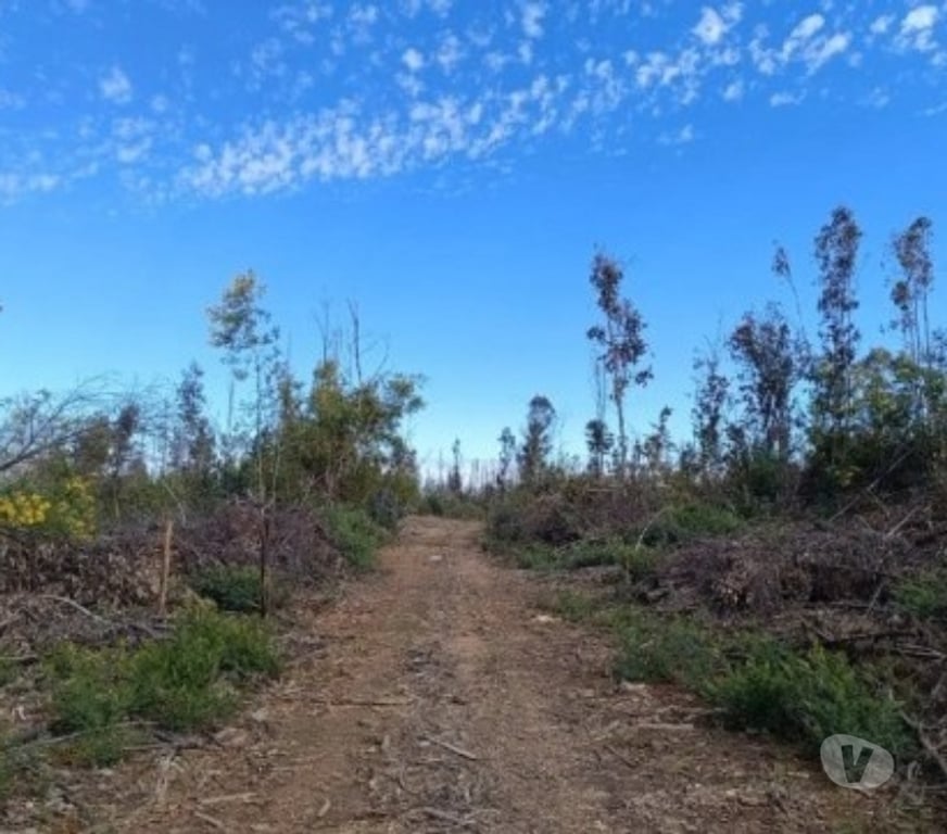 Parcelas en Venta Concepción Florida - Fotos de PARCELAS CAMINO A CABRERO