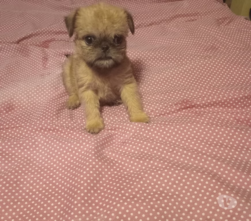 Gatos en Venta Santiago Vitacura - Fotos de Cachorras grifon de bruselas miniaturas
