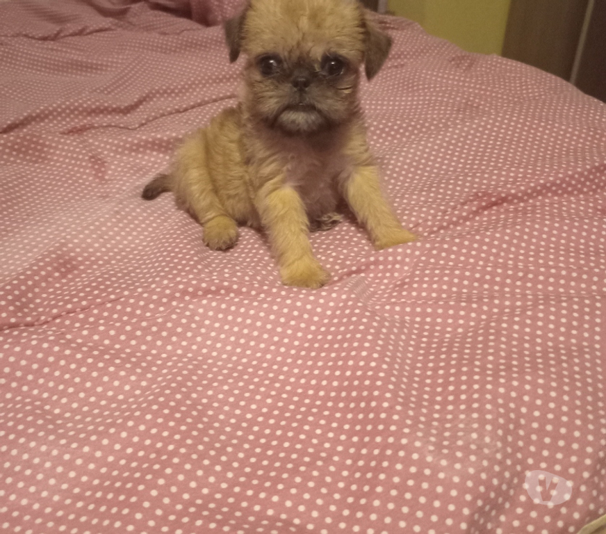 Gatos en Venta Santiago Vitacura - Fotos de Cachorras grifon de bruselas miniaturas