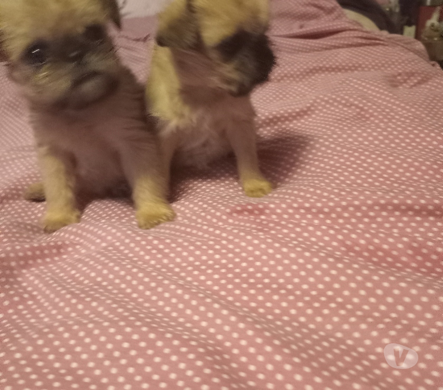 Gatos en Venta Santiago Vitacura - Fotos de Cachorras grifon de bruselas miniaturas