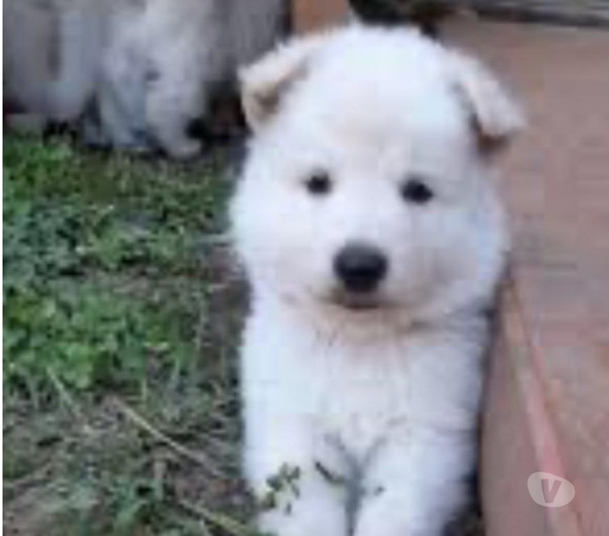 Gatos en Venta Santiago Vitacura - Fotos de Hermosa cachorra SAMOYEDO