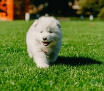 Hermosa cachorra SAMOYEDO