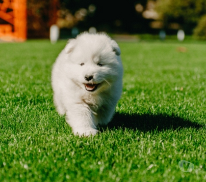 Mascotas en Venta Vitacura Santiago - Fotos de Hermosa cachorra SAMOYEDO