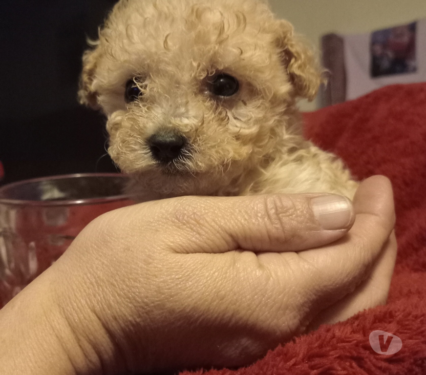 Gatos en Venta Santiago Las Condes - Fotos de Cachorros POODLE MICRO TOY APRICOT