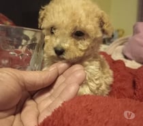 Cachorros POODLE MICRO TOY APRICOT