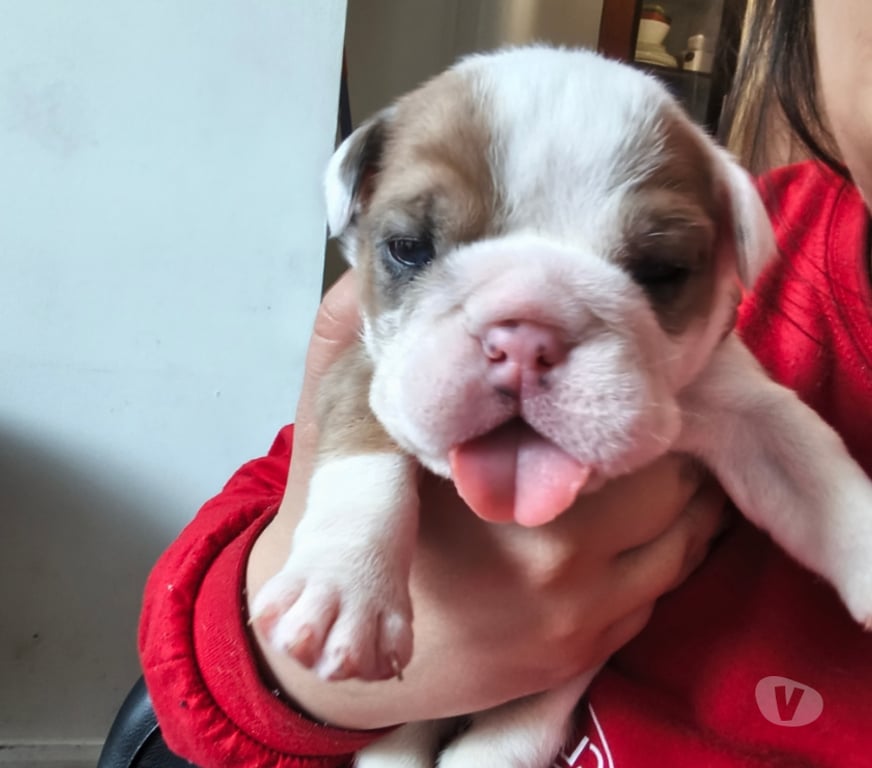 Gatos en Venta Santiago Estación Central - Fotos de Bulldog ingles nacidos el 18 de julio