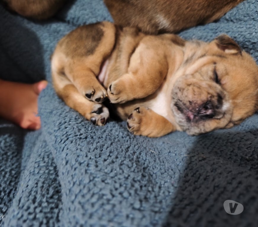Gatos en Venta Santiago Estación Central - Fotos de Bulldog ingles nacidos el 18 de julio