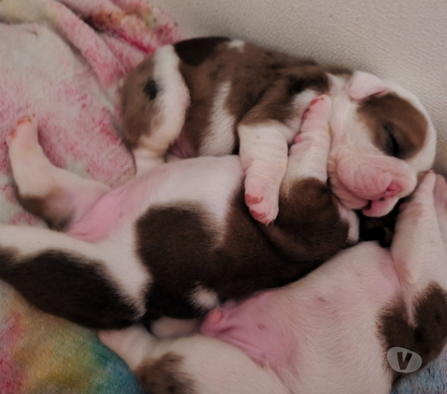 Gatos en Venta Santiago Estación Central - Fotos de Bulldog ingles nacidos el 18 de julio