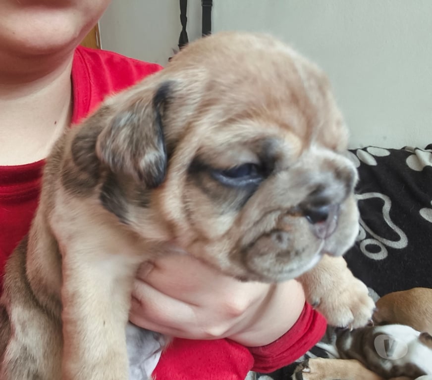 Gatos en Venta Santiago Estación Central - Fotos de Bulldog ingles nacidos el 18 de julio