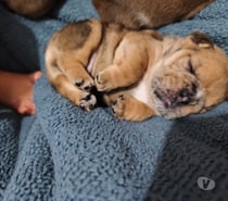 Bulldog ingles nacidos el 18 de julio