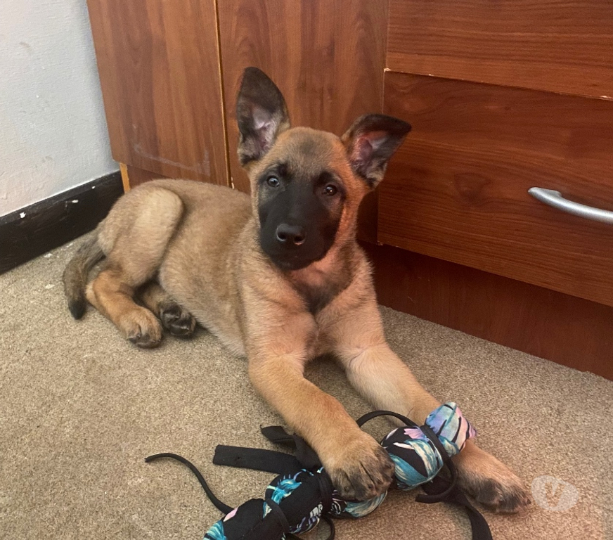 Venta de Ganados Santiago Santiago - Fotos de Perrita pastor belga molinois