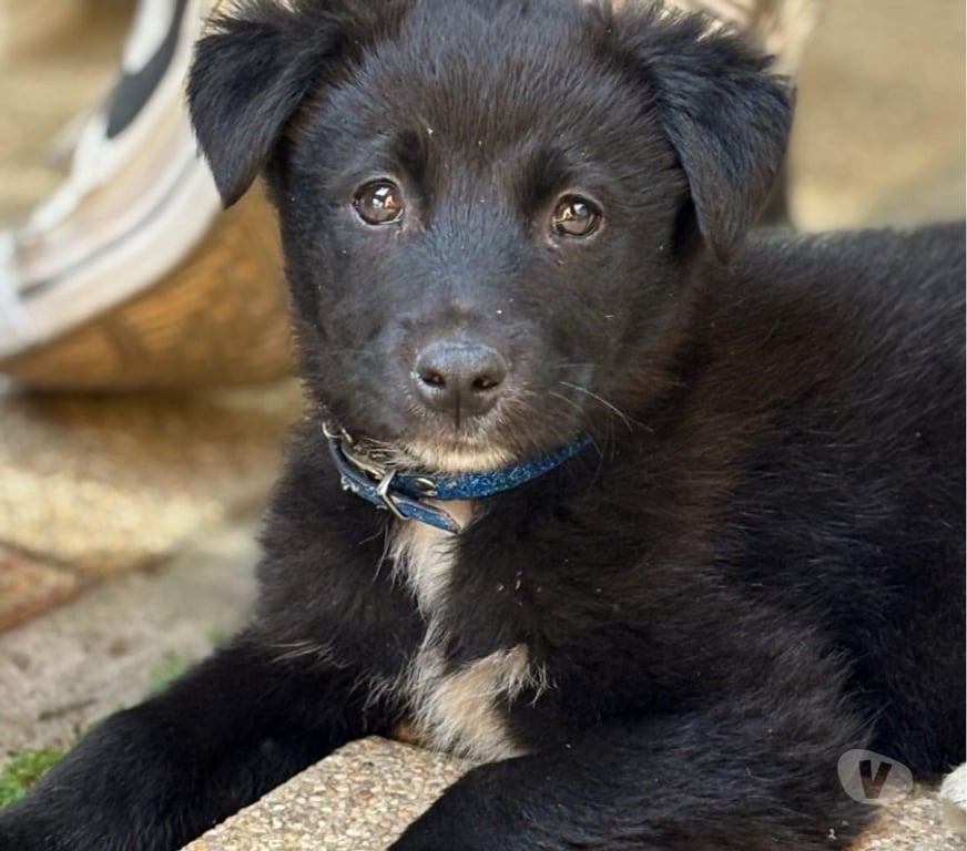 Adopción ed Animales Santiago Santiago - Fotos de MILO NECESITA UN HOGAR