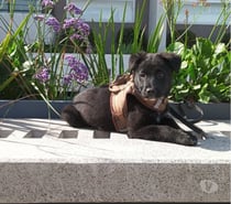MILO NECESITA UN HOGAR