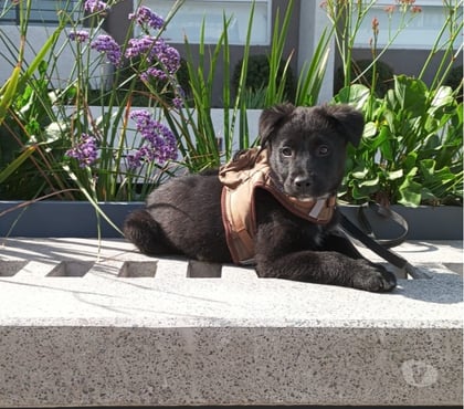 Adopción de Gatos Santiago Santiago - Fotos de MILO NECESITA UN HOGAR