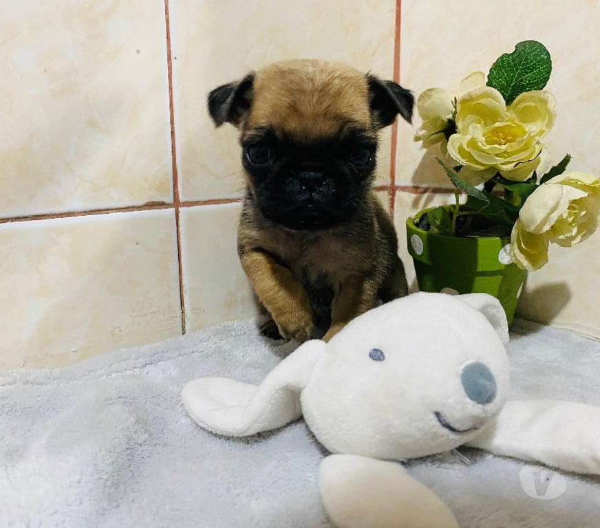 Gatos en Venta Santiago El Bosque - Fotos de Hermoso pug mini