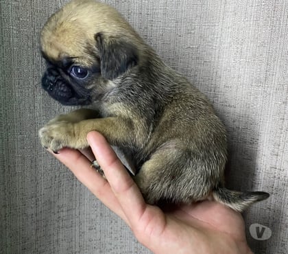 Perros en Venta El Bosque Santiago - Fotos de Hermoso pug mini