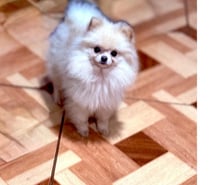 Pomerania blanca