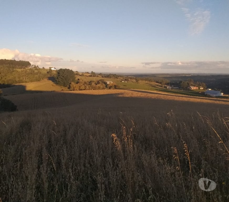 Parcelas en Venta Llanquihue Fresia - Fotos de VENTA DE 36 HECTÁREAS EN FRESIA.