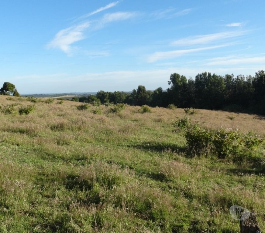Parcelas en Venta Llanquihue Fresia - Fotos de VENTA DE 36 HECTÁREAS EN FRESIA.
