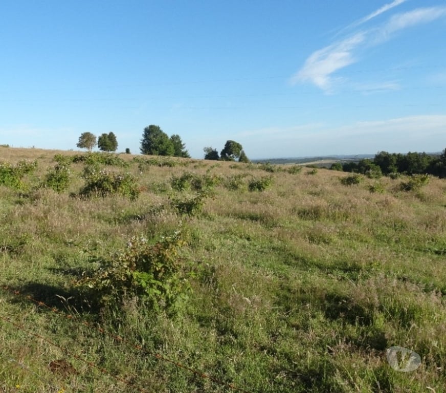 Parcelas en Venta Llanquihue Fresia - Fotos de VENTA DE 36 HECTÁREAS EN FRESIA.