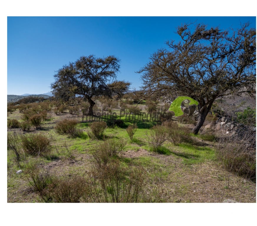 Parcelas en Venta Limarí Punitaqui - Fotos de Venta de Terrenos en Punitaqui de 3.5 y 2.5 hectáreas