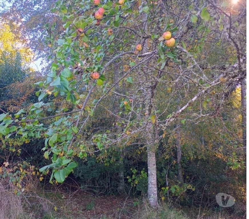 Parcelas en Venta Cautín Villarrica - Fotos de Parcela de ensueño entre Lago Villarrica y Calafquén