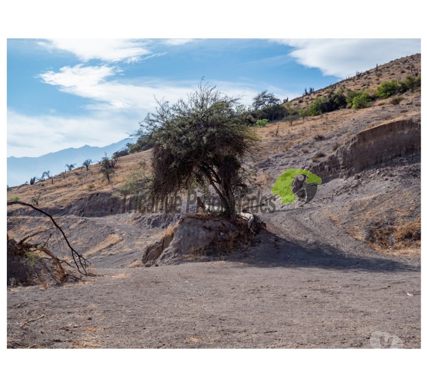 Parcelas en Venta Elqui Vicuña - Fotos de Parcelas10 minutos de Vicuña. Electricidad y agua de riego