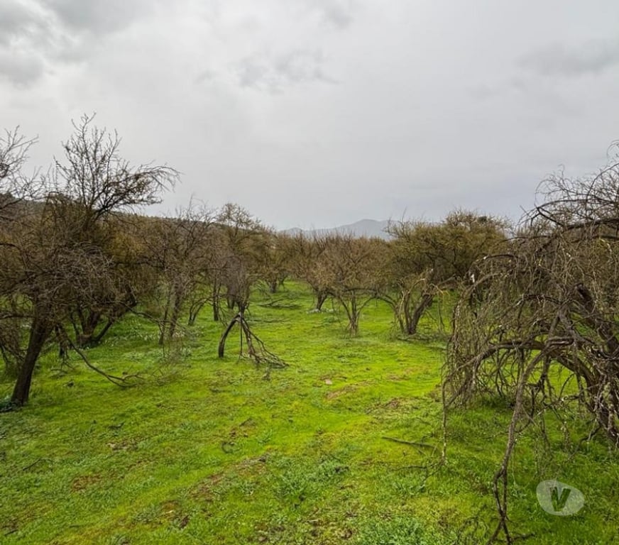 Parcelas en Venta Melipilla Curacav - Fotos de VENDO PARCELA EXCELENTE UBICACION CURACAVI