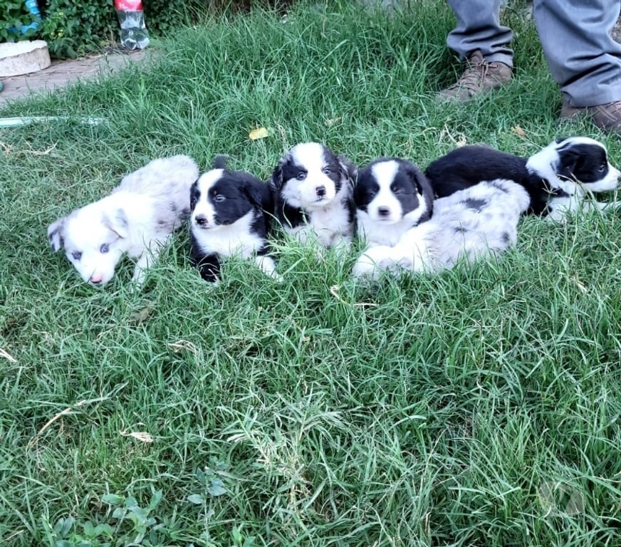 Gatos en Venta Maipo Buin - Fotos de Cachorros border collie