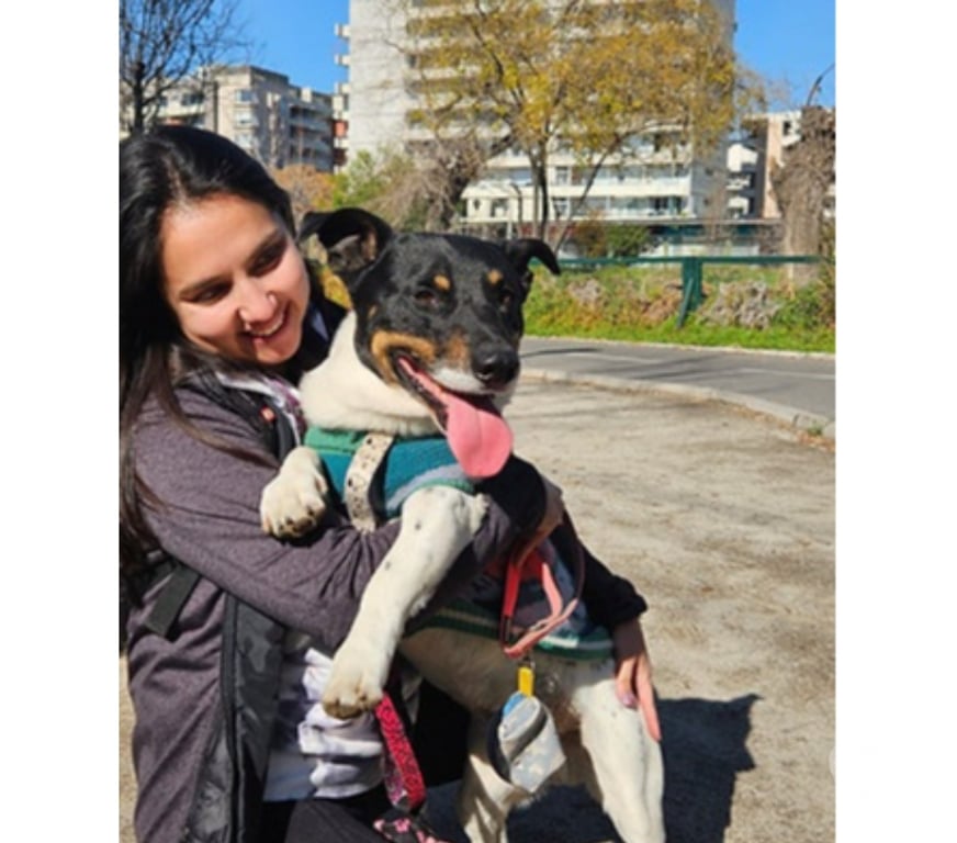 Adopción ed Animales Santiago Santiago - Fotos de WASHINGTON, mezcla Fox Terrier Chileno con Basset Hound