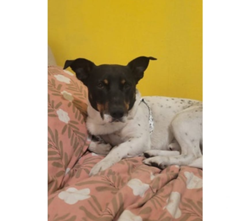 Adopción ed Animales Santiago Santiago - Fotos de WASHINGTON, mezcla Fox Terrier Chileno con Basset Hound
