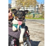 WASHINGTON, mezcla Fox Terrier Chileno con Basset Hound
