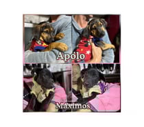 CACHORROS 2 a 3 meses, mezcla Black and Tan Coonhound