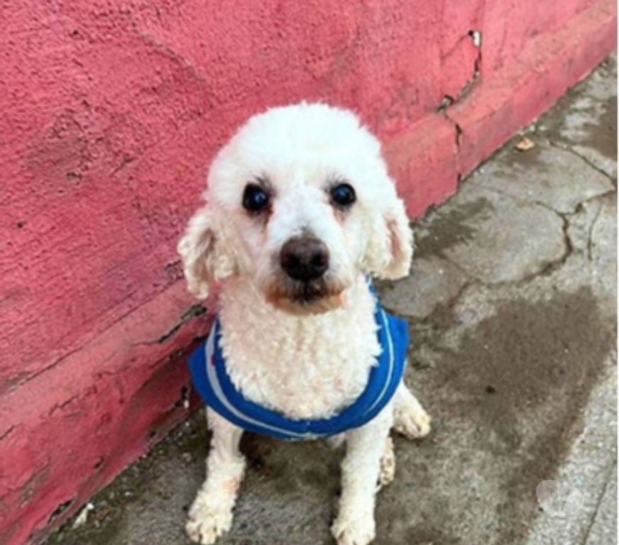 Adopción ed Animales Santiago Santiago - Fotos de TOMMY, Poodle macho