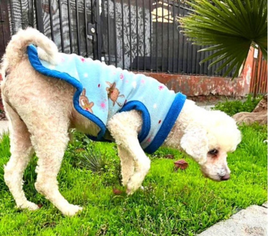 Adopción ed Animales Santiago Santiago - Fotos de TOMMY, Poodle macho