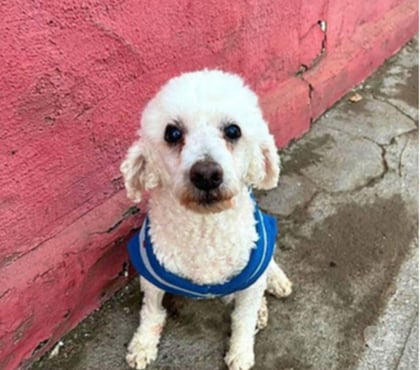 Mascotas Adopción Santiago Santiago - Fotos de TOMMY, Poodle macho