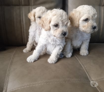 Venta de Mascotas Santiago Santiago - Fotos de Poodle toy muy bellos