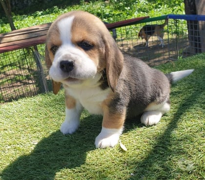 Perros en Venta Santiago Santiago - Fotos de Cachorros beagles