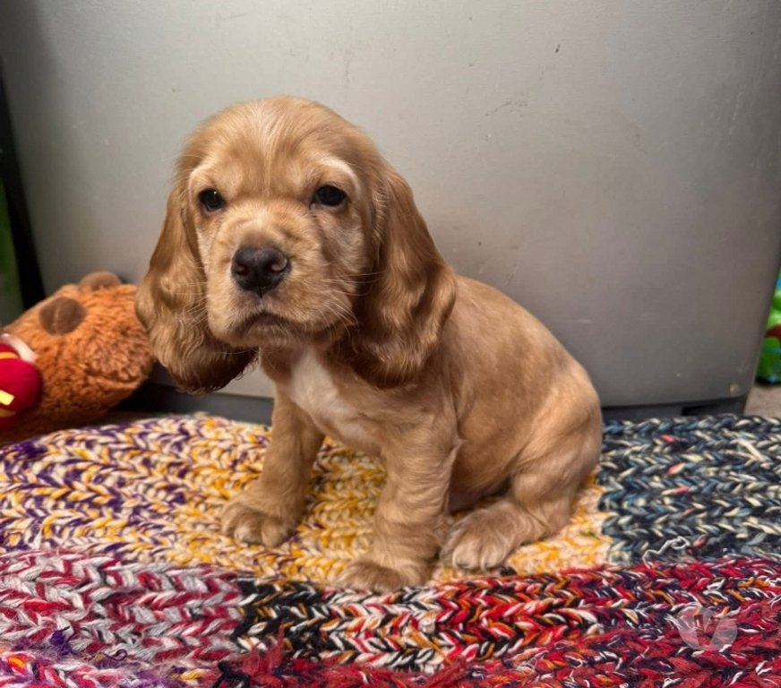 Gatos en Venta Santiago Santiago - Fotos de Soñados cocker spaniel