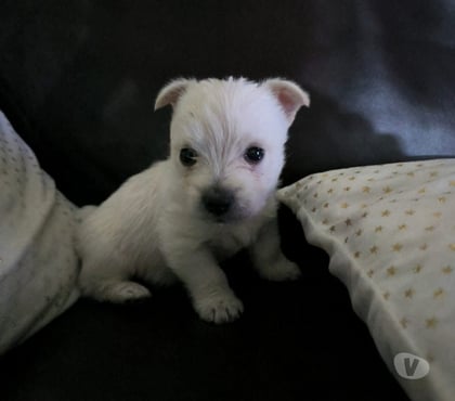 Venta de Mascotas Santiago Santiago - Fotos de Mascotas west bellos