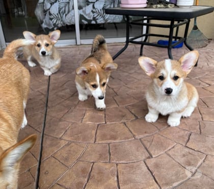 Gatos en Venta Santiago Santiago - Fotos de Raza Corgi pembroke