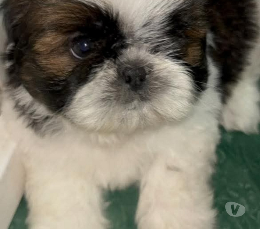 Gatos en Venta Santiago Santiago - Fotos de Raza shih tzu pequeños